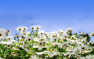 white-and-yellow petaled flowers, nature