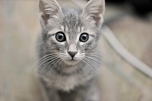 close up photo of silver tabby cat