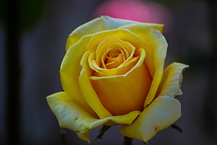 closeup photo of yellow rose