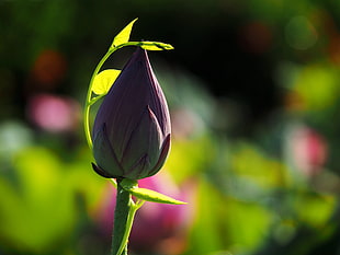 selective focus photo of pink Lotus flower