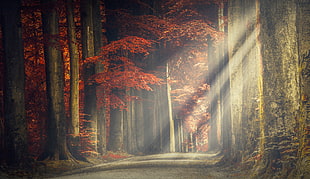 landscape photo of pathway between trees during autumn season