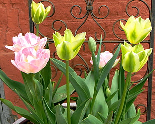 assorted green and pink petaled flowers