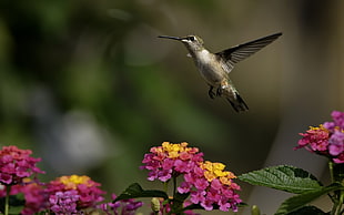 selective focus photo of humming bird HD wallpaper