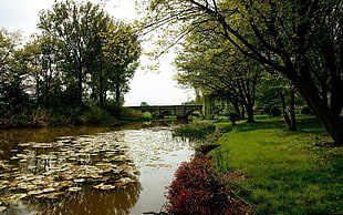 trees near lake at daytime