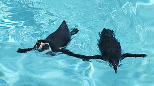 two penguins, penguins, animals, water, birds HD wallpaper