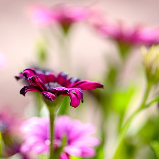 red and black petaled flower selective photo