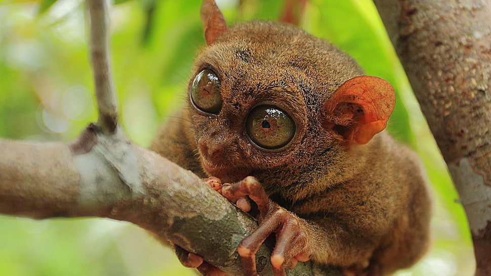 selective focus photograph of tarsier, animals, tarsiers  HD wallpaper