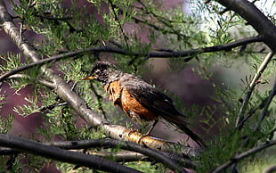 black and brown bird on tree branch HD wallpaper