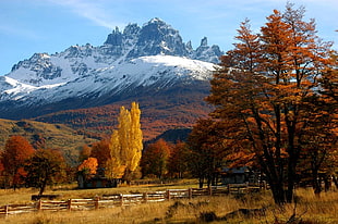 autumn trees with mountain on distance HD wallpaper