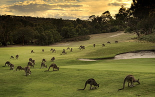 landscape photography of green fields with trees and herd of Kangaroos HD wallpaper