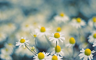selective focus photography of chamomile flowers HD wallpaper