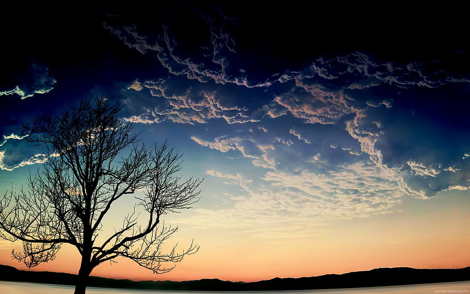 withered tree under blue sky digital wallpaper, sky, trees HD wallpaper