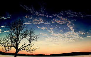 withered tree under blue sky digital wallpaper, sky, trees