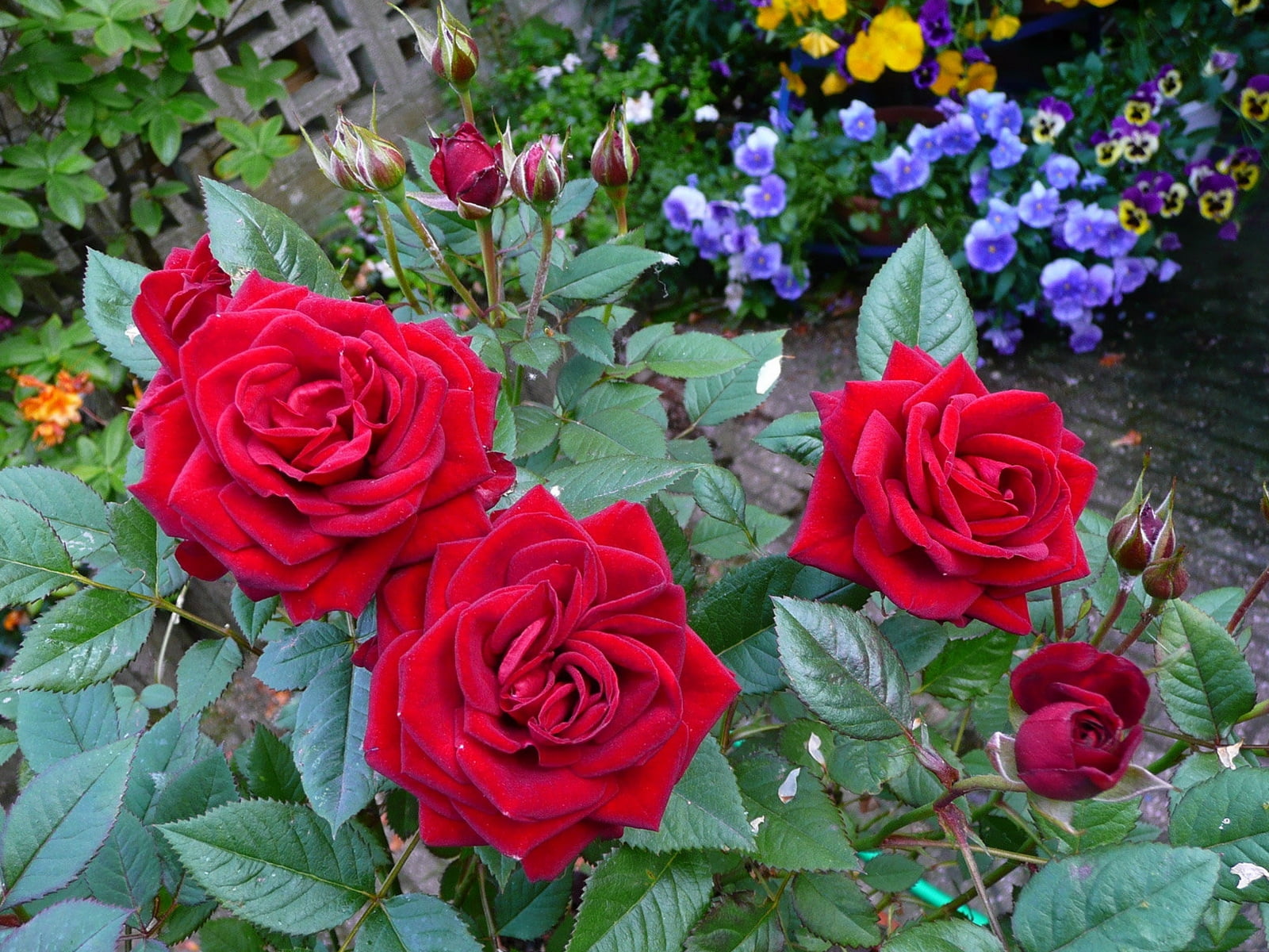 Роза Садовая Розовая