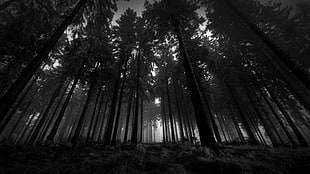 grayscale photo of trees, black, trees, nature, landscape