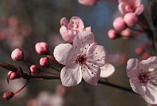 selective focus photo of white petaled flower HD wallpaper