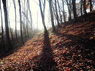 trees digital wallpaper, fall, trees, forest, nature