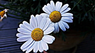 white daisy flower, Daisies, Flowers, Petals HD wallpaper