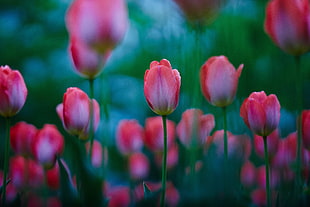 selective focus photo of pink flowers