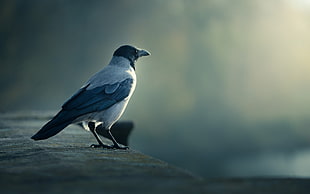 House Crow HD wallpaper