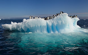 penguin colony on white ice berg HD wallpaper