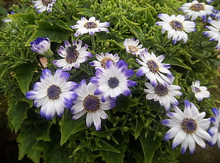 white and purple flowers during daytime