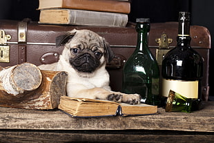 pug dog on top of book HD wallpaper