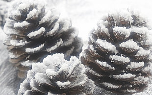 three pine cones covered with snow
