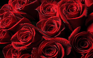 water drop on red roses HD wallpaper