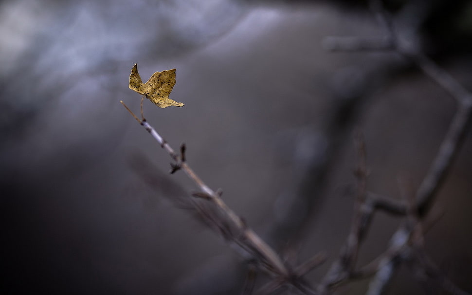 brown maple leaf, macro, leaves HD wallpaper