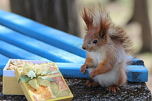 depth of field photography of white and tan chipmunk near gift box