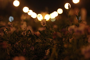 white petaled flowers, landscape, macro, flowers, blurred