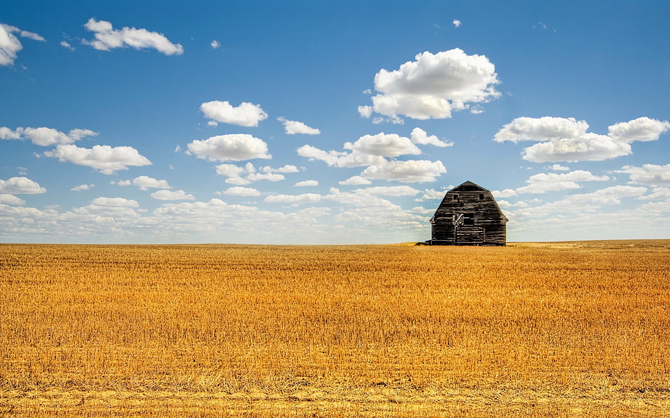 black nipa hut on brown rice field during daytime HD wallpaper