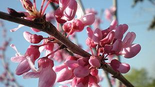 pink flower tree HD wallpaper