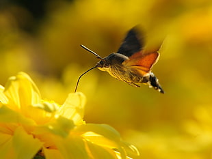 yellow and black fish with fish tank, animals, flowers, nature, moths