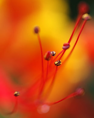 selective photography of yellow flowers