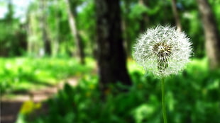 selective focus photo of white dandelion flower