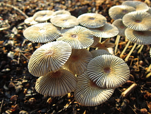 brown mushrooms