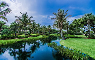 green coconut palm trees, nature, palm trees