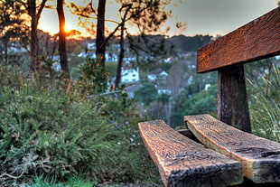 brown wooden bench near brown trees