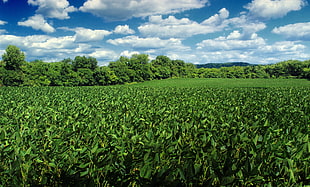 green leaves plants field under cloudy sky HD wallpaper