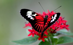 white, black, and red Butterfly on red petaled flower screenshot HD wallpaper