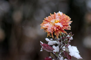 pink petaled flower, Chrysanthemum, Snow, Bud HD wallpaper