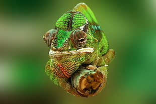 green Chameleon