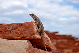 depth of field photography of gray lizard on brown rock HD wallpaper