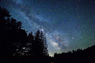 silhouette of trees, Starry sky, Trees, Galaxy