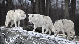 three gray wolves, wolf, snow, animals, nature