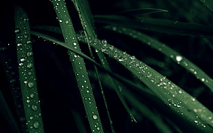 green linear leafed plant, grass, water drops, plants