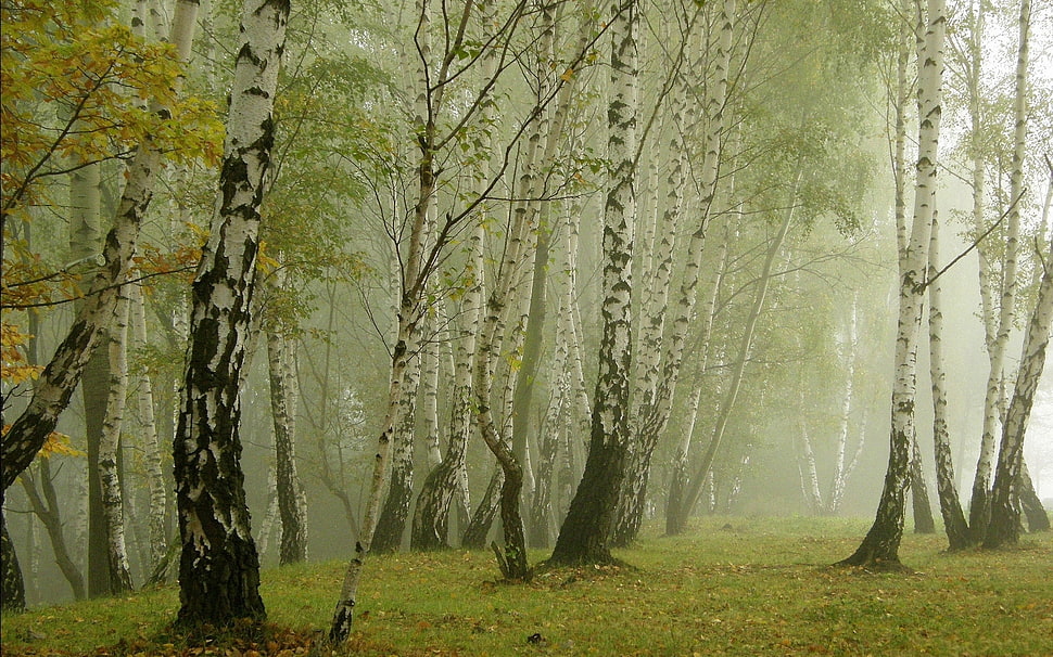 birch trees HD wallpaper