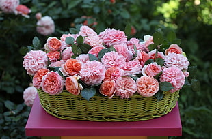 pink and orange petaled flower with oval rattan basket HD wallpaper